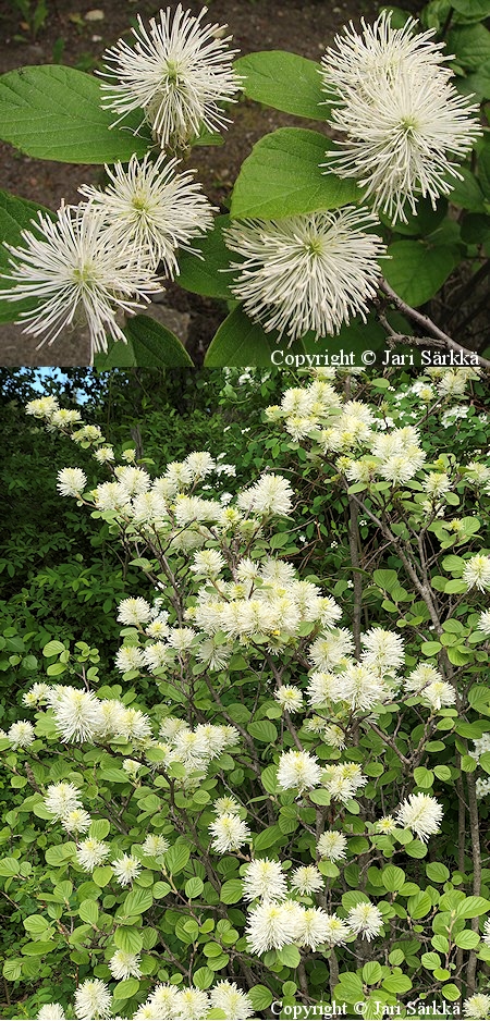 Fothergilla major, höyhenpensas